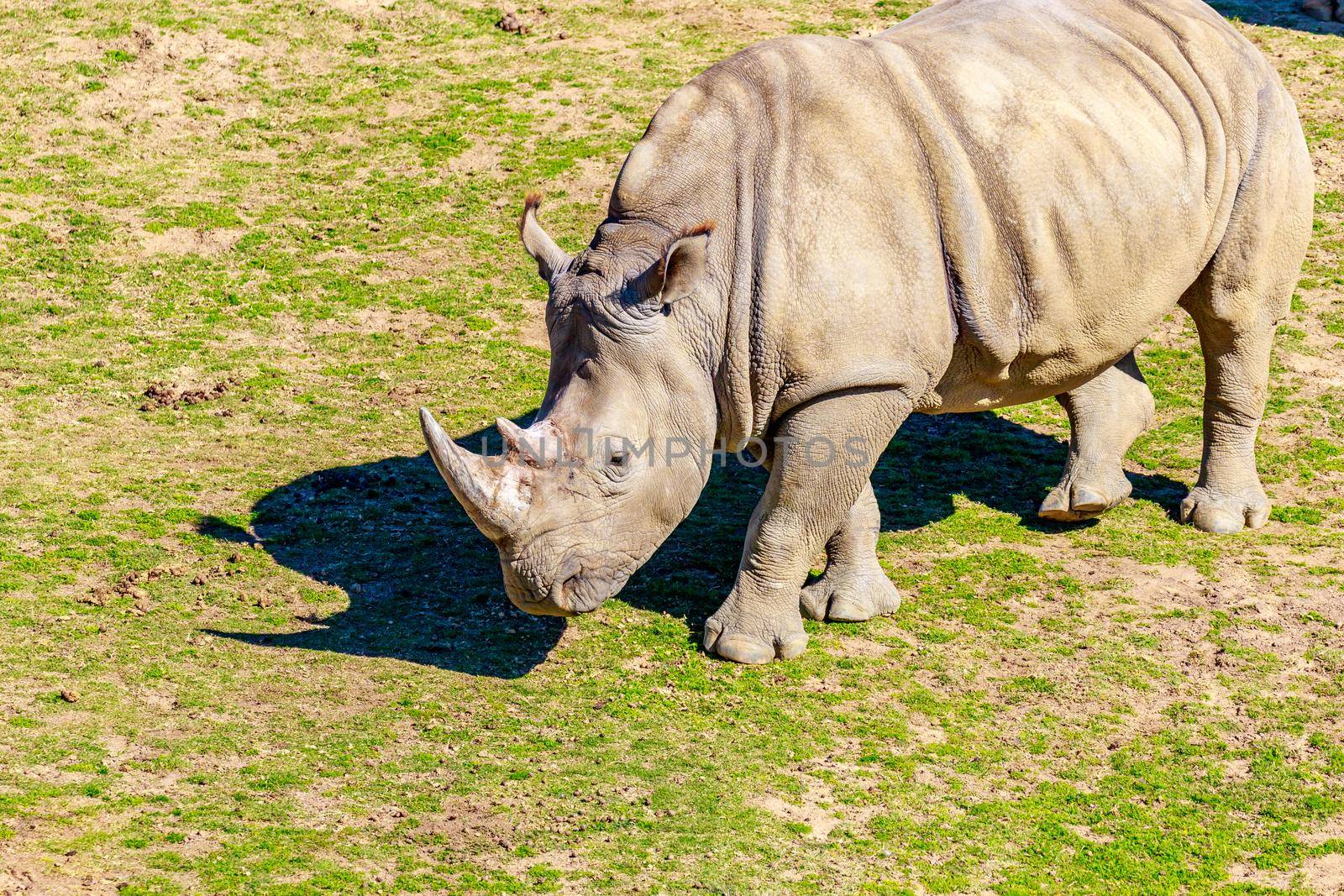 Adult southern white rhinoceros roaming on the dry land.