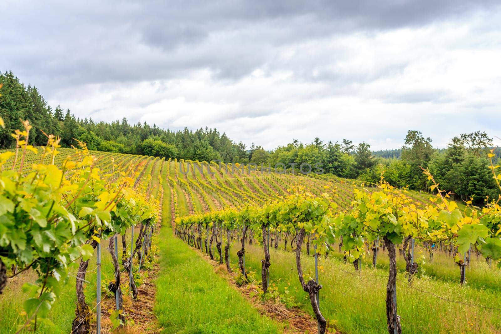 Oregon vineyard in the summer, overcast day.