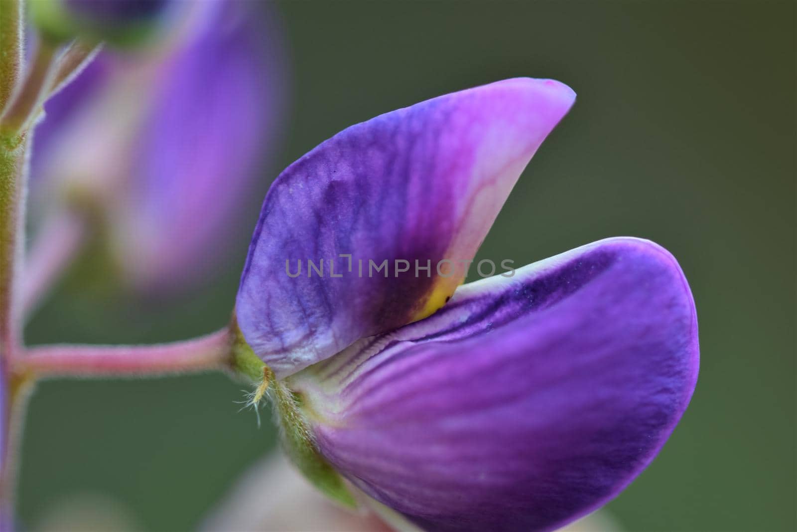 Close up of colorful purple lupin against a green background by Luise123