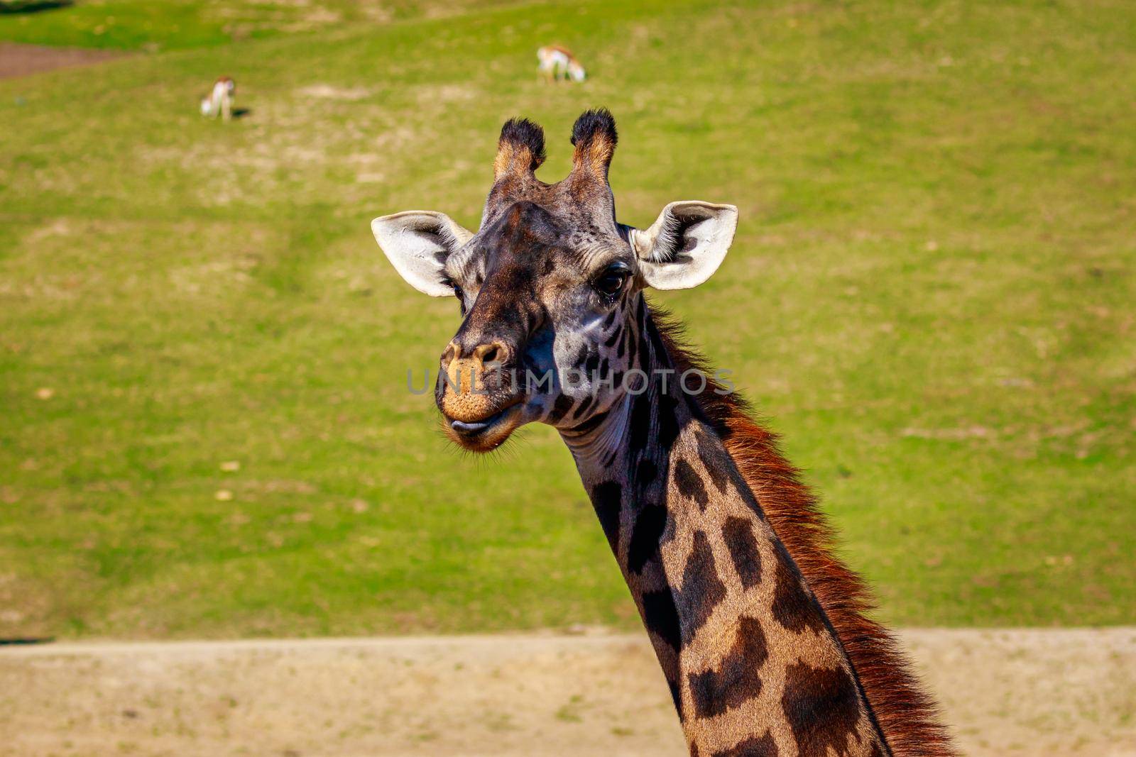 Close-up of a giraffe's head and upper neck, with tongue showing.