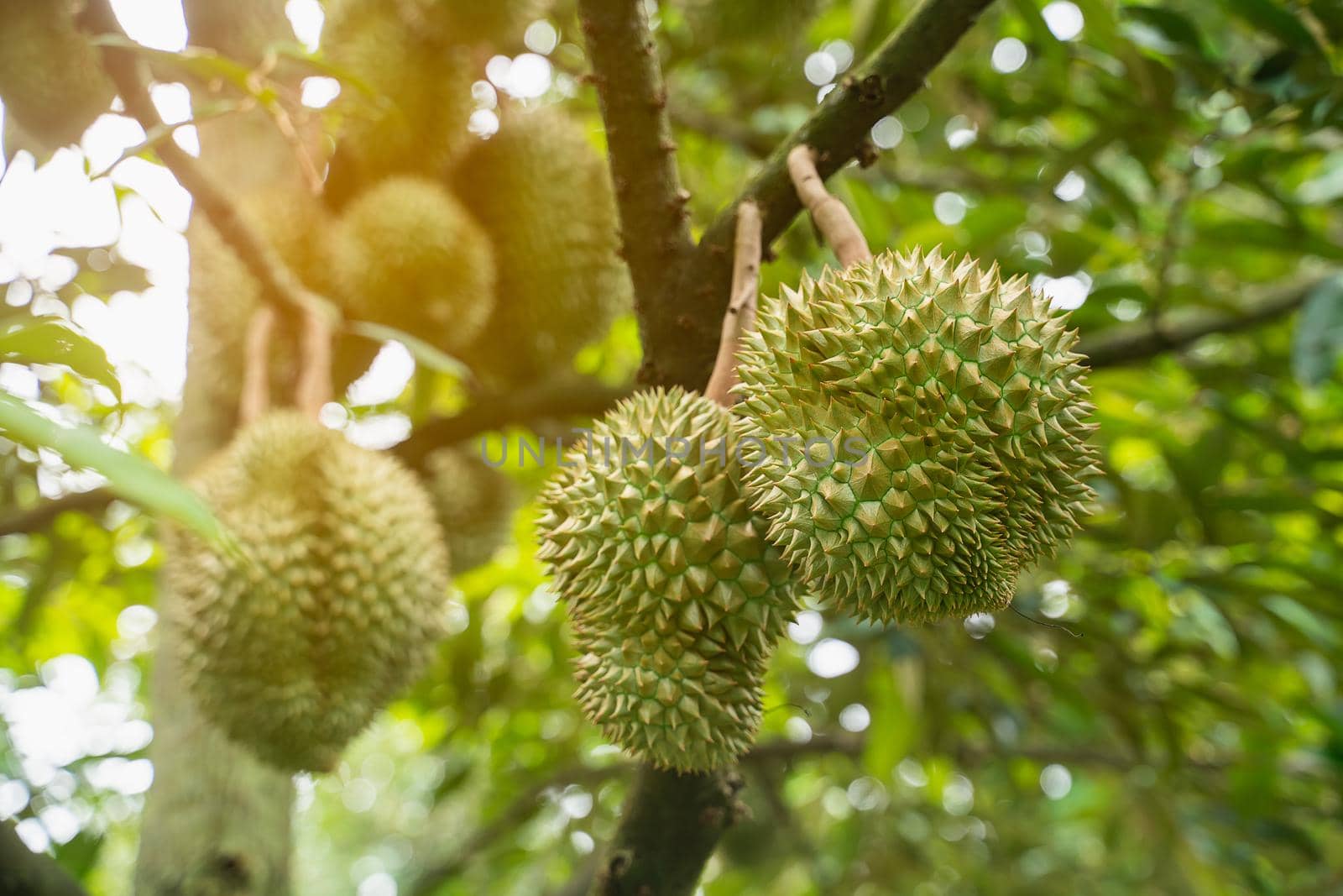 close up of durain on the tree, thailand fruits concept by Wmpix