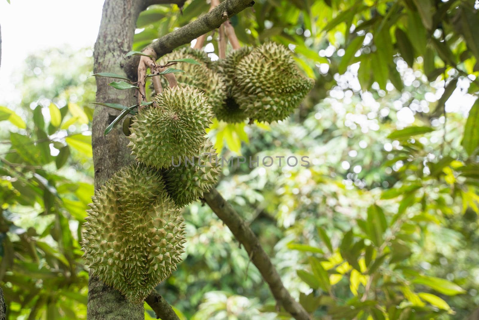close up of durain on the tree, thailand fruits concept