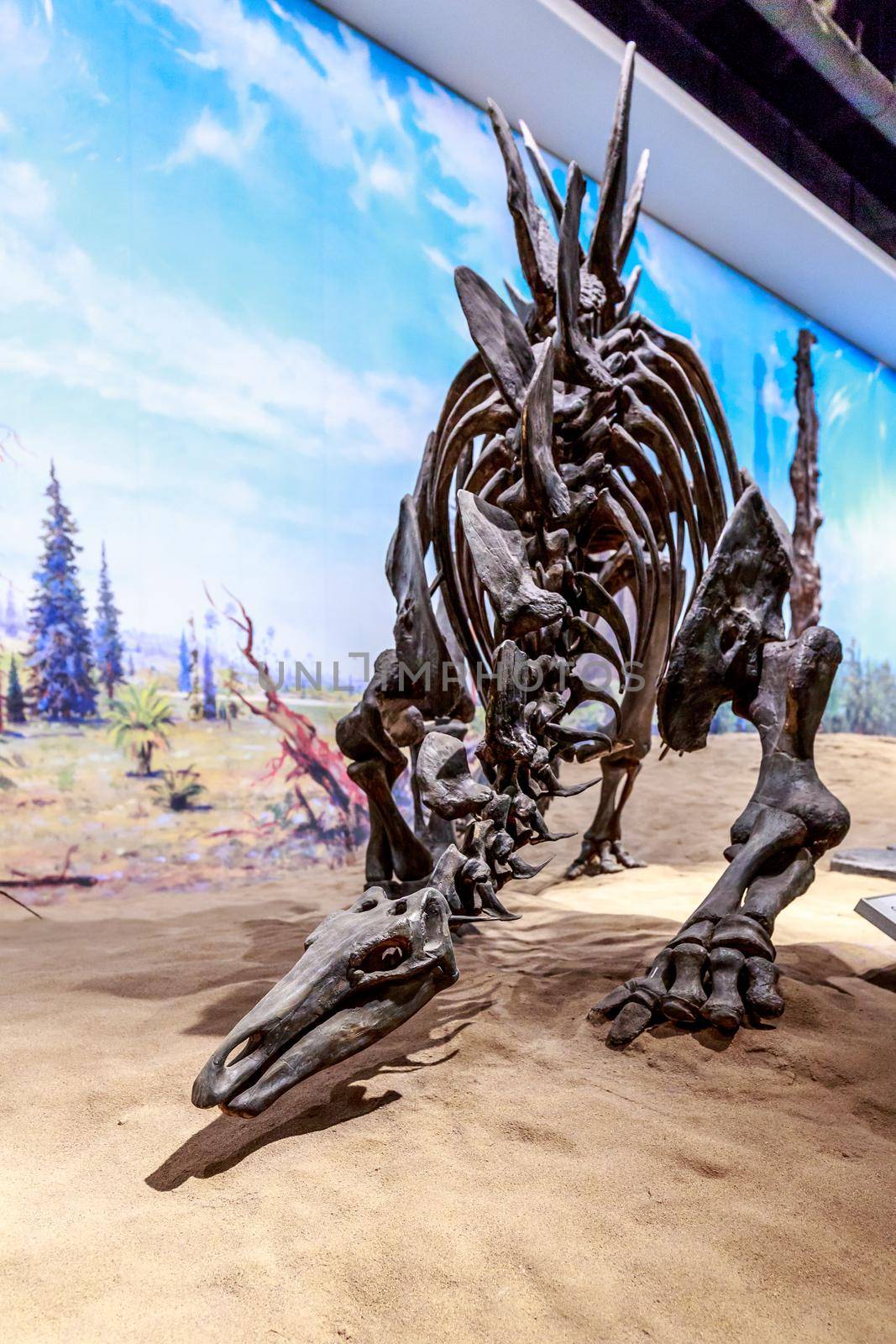 Drumheller, AB Canada - AUGUST 14, 2014: Stegosaurus fossil is on exhibition in Royal Tyrrell Museum of Palaeontology.
