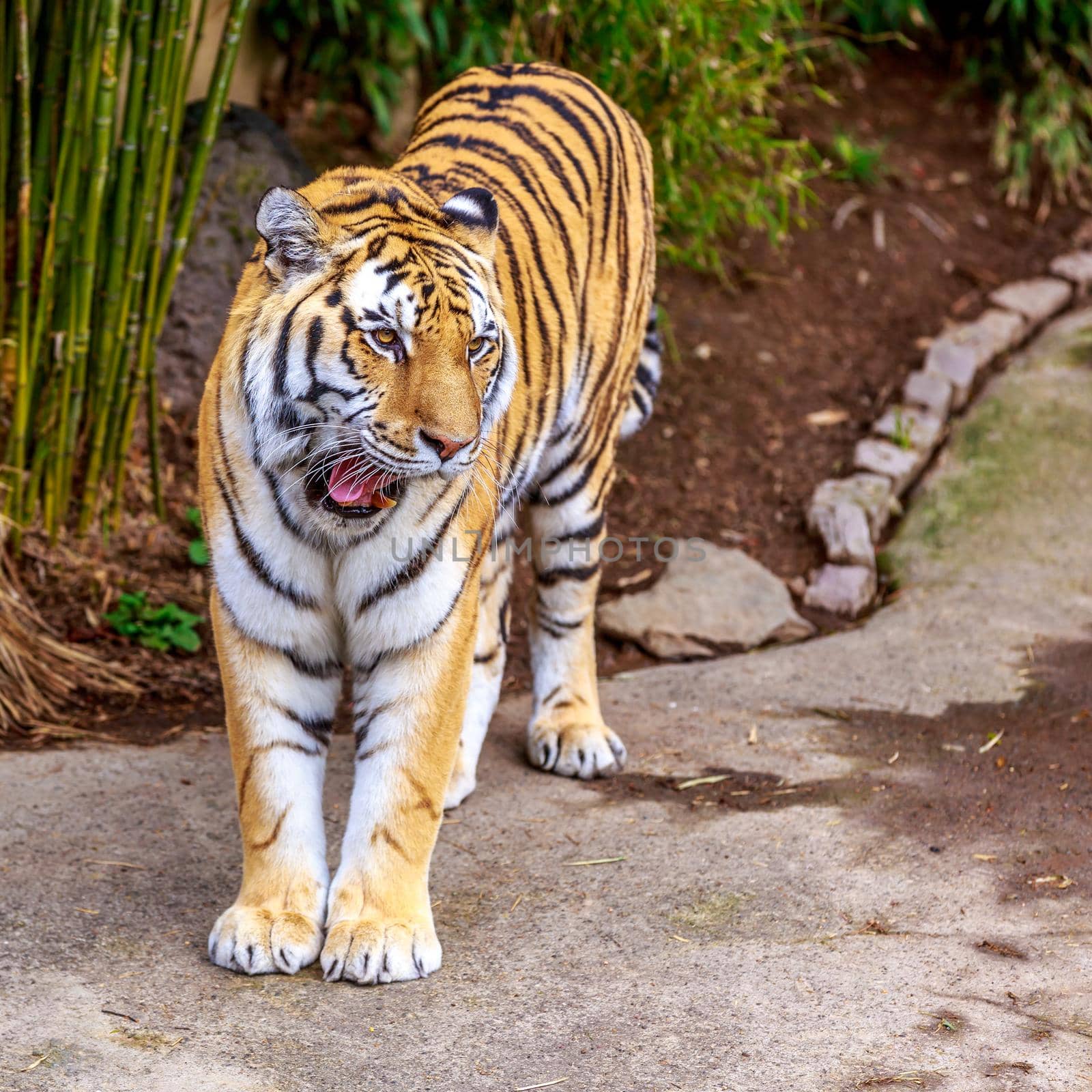 Amur Tiger by gepeng