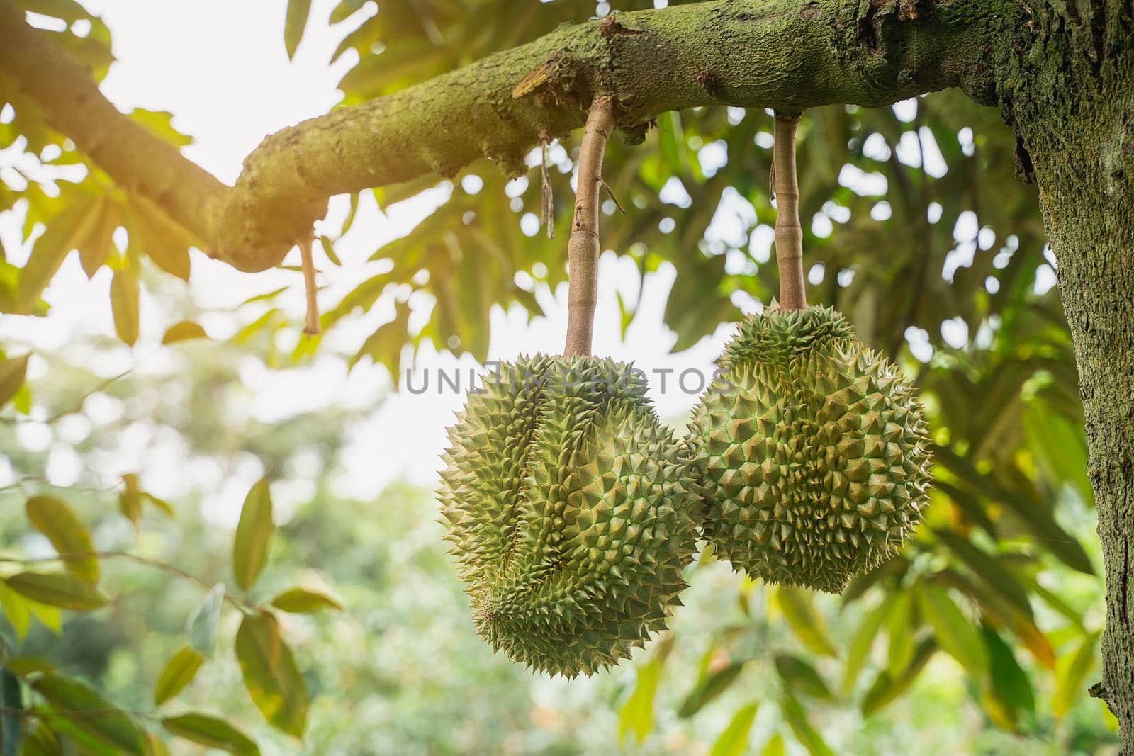close up of durain on the tree, thailand fruits concept