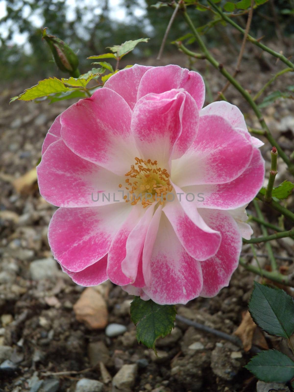 Close-up Beautiful pink rose in a garden. Beautiful blooming delicate pink rose on a dark green background. Concept for love in valentine day