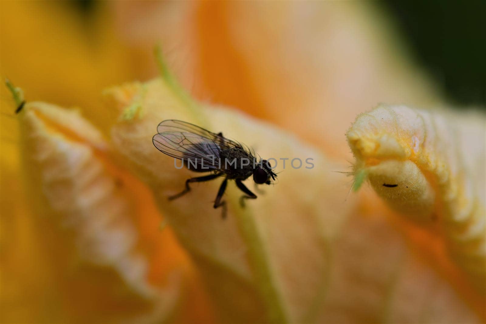 Fly on a yellow pumkin blossom as a close up