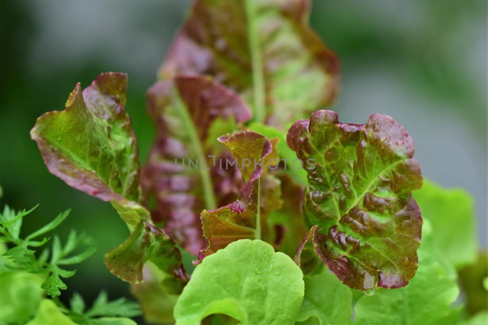 Green and mixed colored pick salad as a close up by Luise123