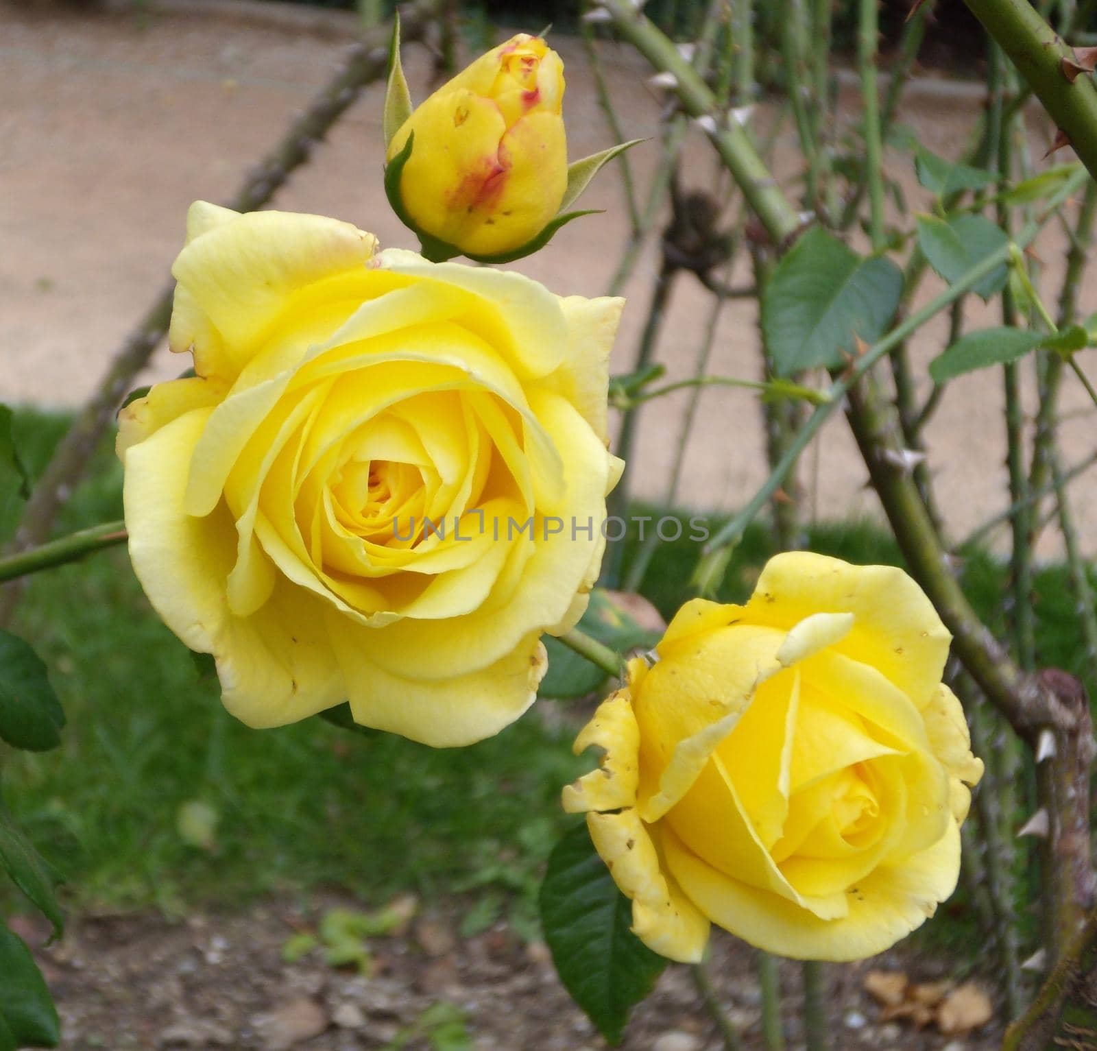 Close-up Beautiful yellow rose in a garden. Beautiful blooming delicate rose on a dark green background. Concept for love in valentine day