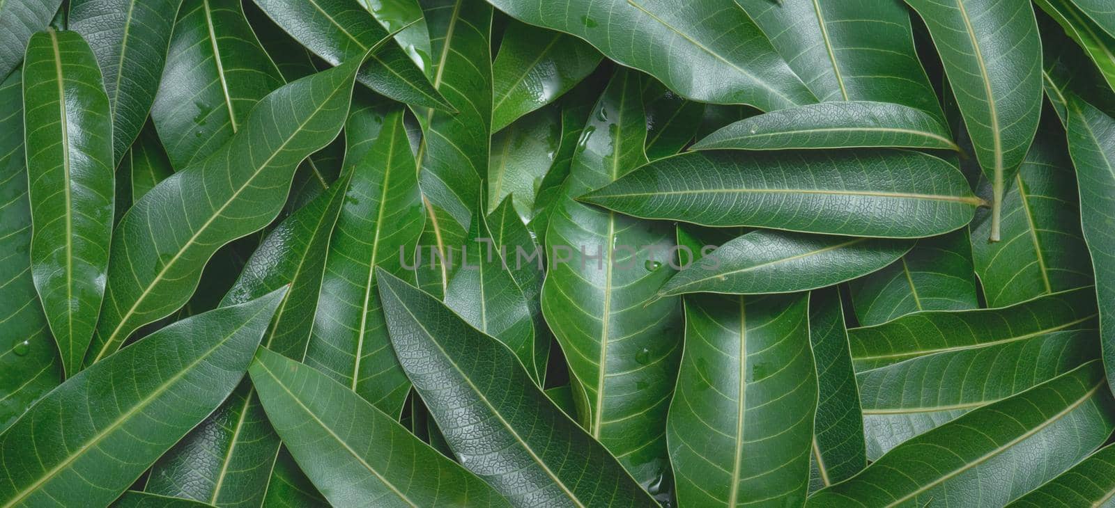 Mango leaves background, beautiful fresh green group with clear leaf vein texture detail, copy space, top view, close up, macro. Tropical concept. by ROMIXIMAGE