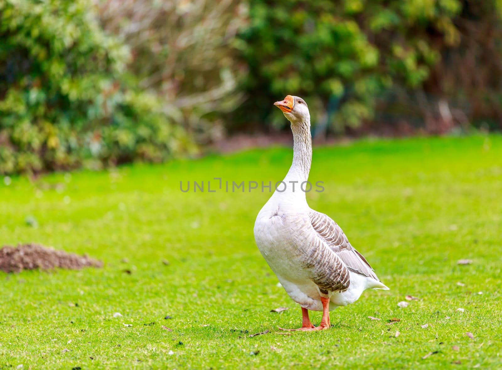 Emden Goose stroll across the meadow, with head held up high.