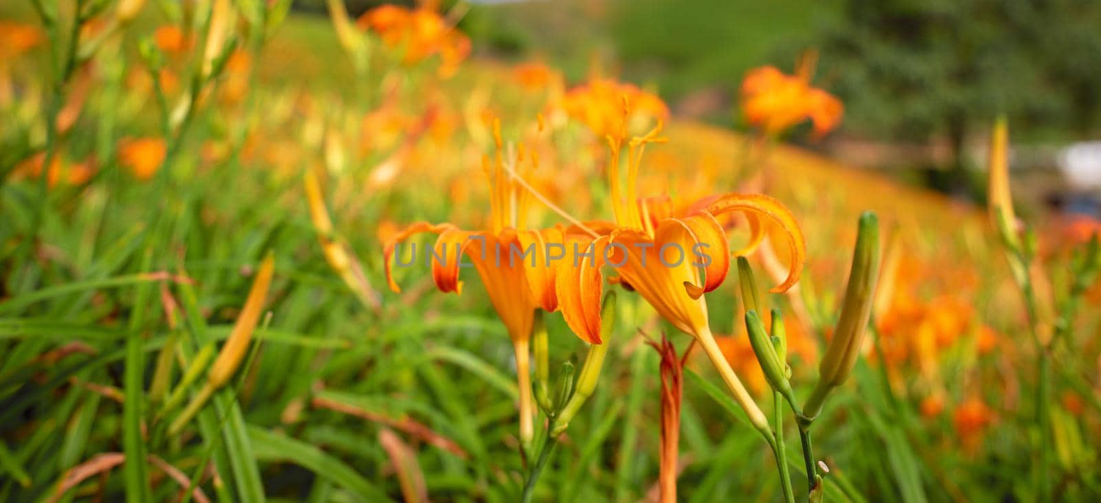 Beautiful orange daylily flower farm on Liushidan mountain (Sixty Rock Mountain) with blue sky and cloud in Taiwan Hualien Fuli, close up, copy space