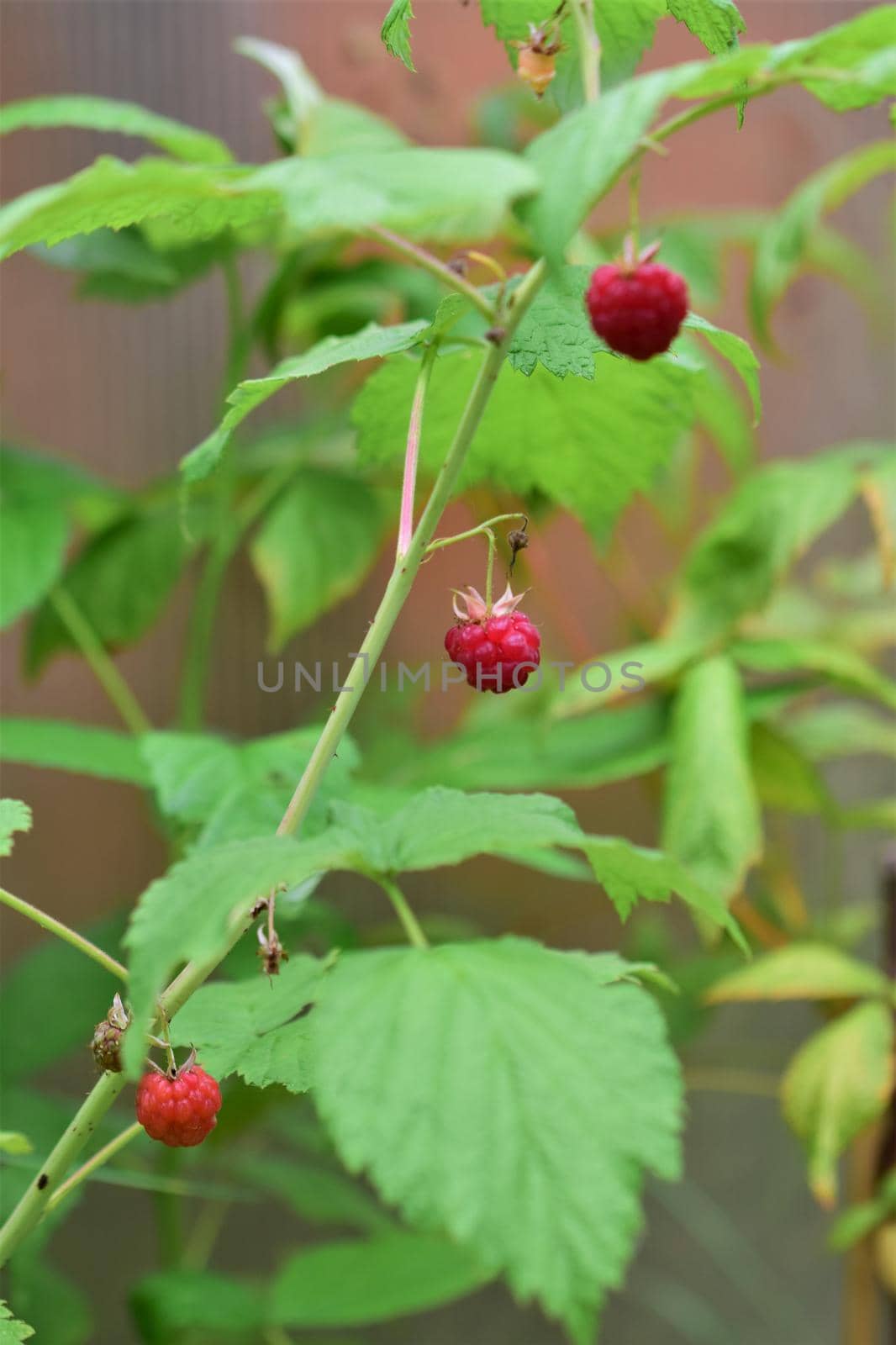 Ripe red rashberries on a bush