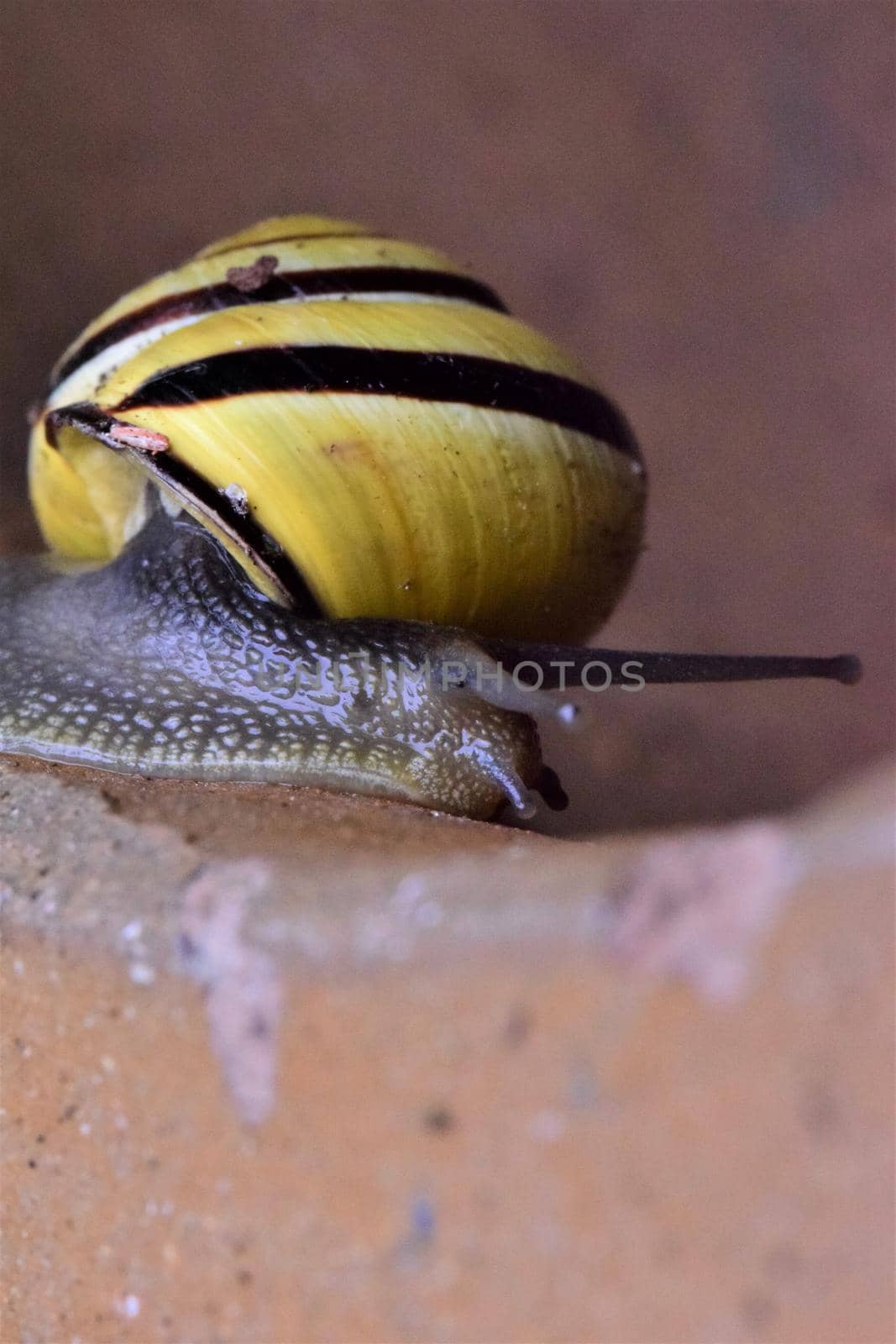 Close-up of a housing snail