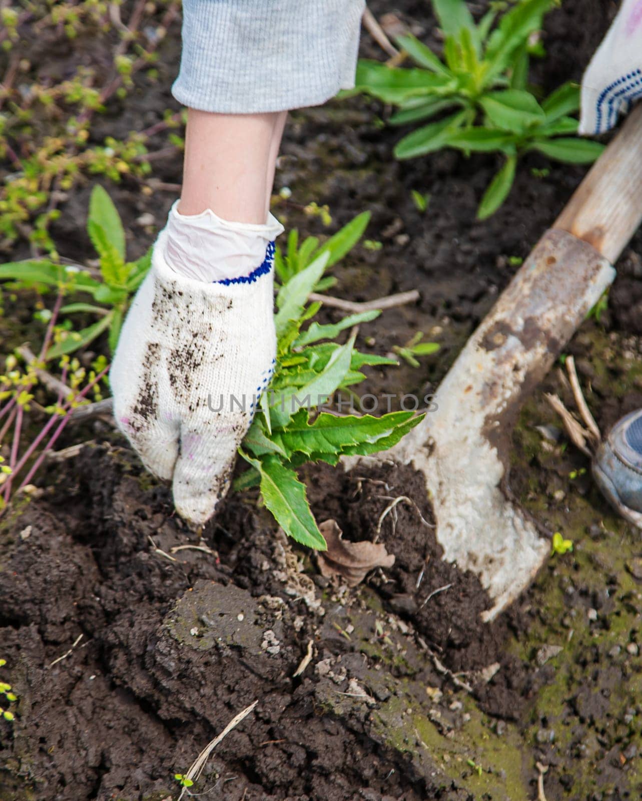 Digging up the weed sow thistle in the garden. Selective focus. Nature.