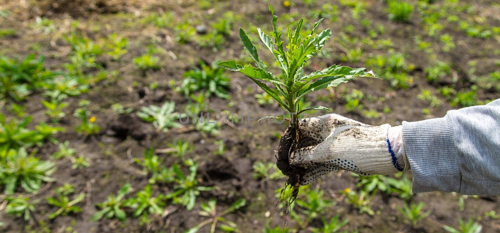 Digging up the weed sow thistle in the garden. Selective focus. Nature.