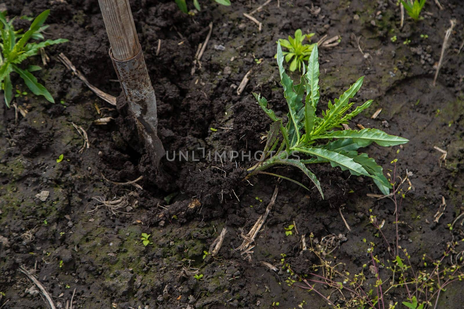 Digging up the weed sow thistle in the garden. Selective focus. Nature.