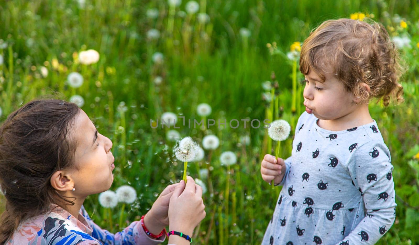 A child in nature blows a dandelion. Selective focus. Kid.