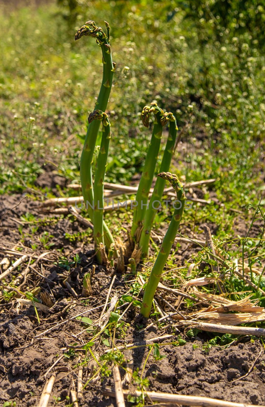 Asparagus grows in the garden. Selective focus. by yanadjana