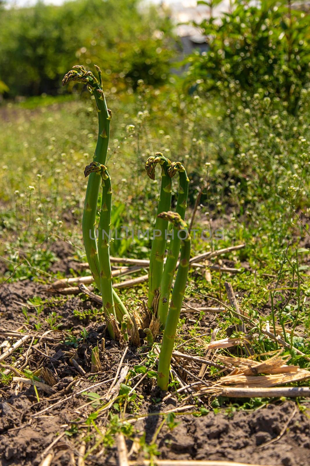 Asparagus grows in the garden. Selective focus. Food.