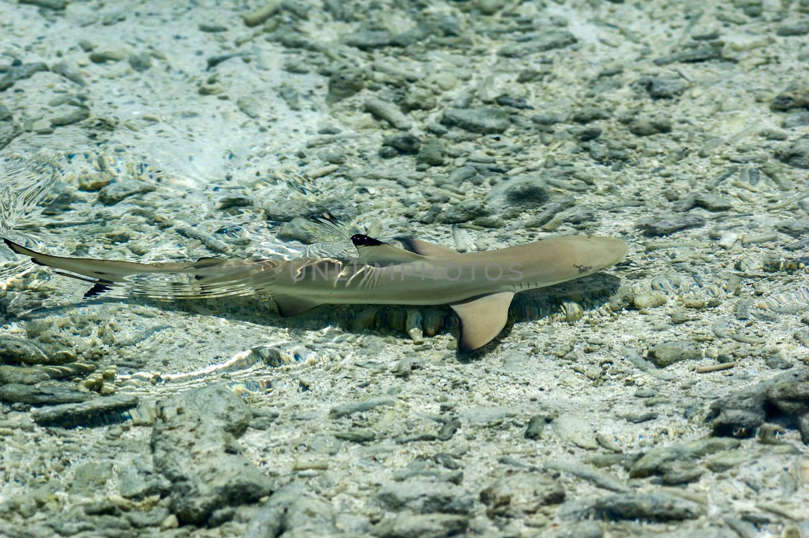 Blacktip reef shark (Carcharhinus Melanopterus), Male North, Maldives
