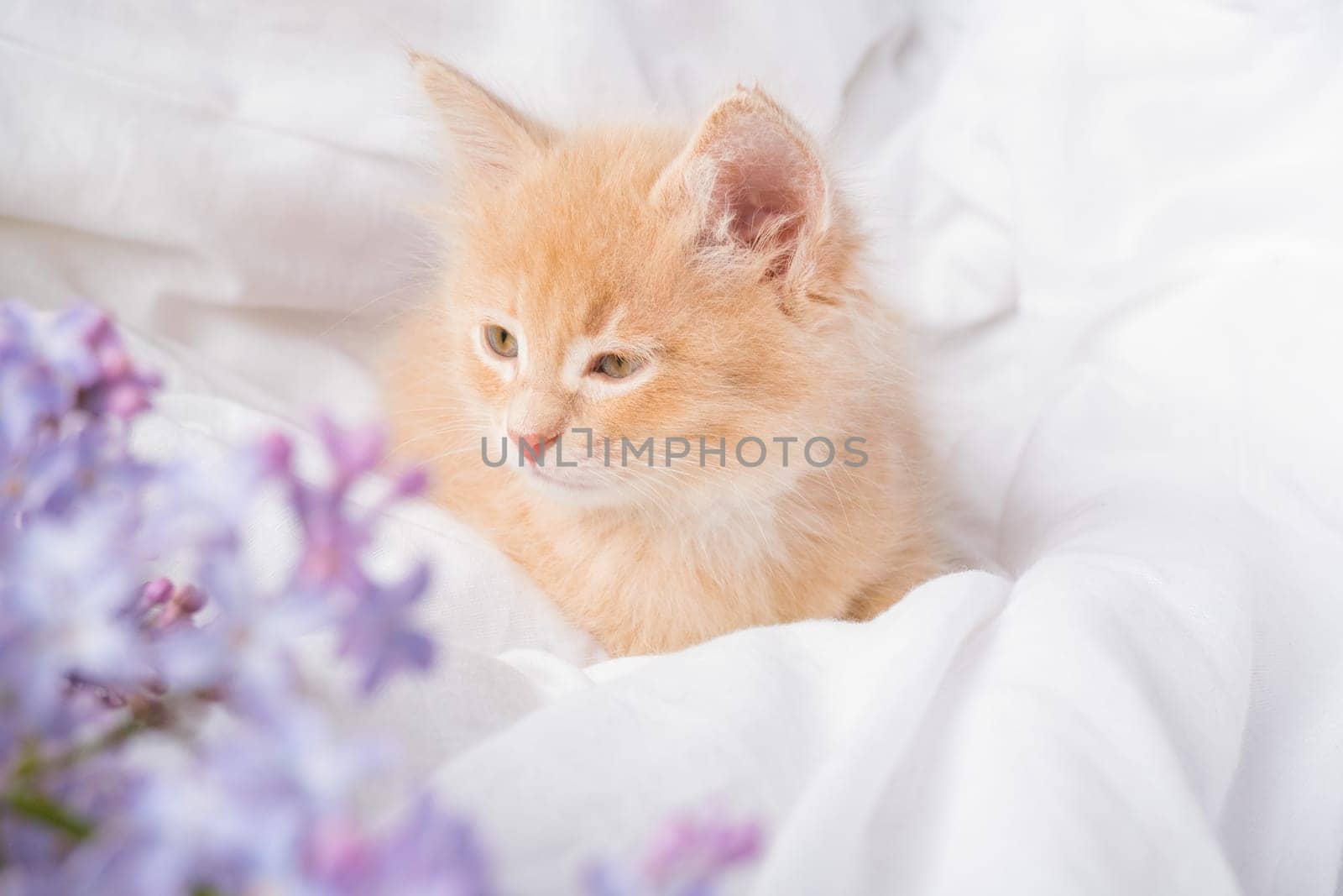 Cute ginger kitten and pink flowers on a white blanket. Greeting card with women's day, birthday, mother's day by Ekaterina34
