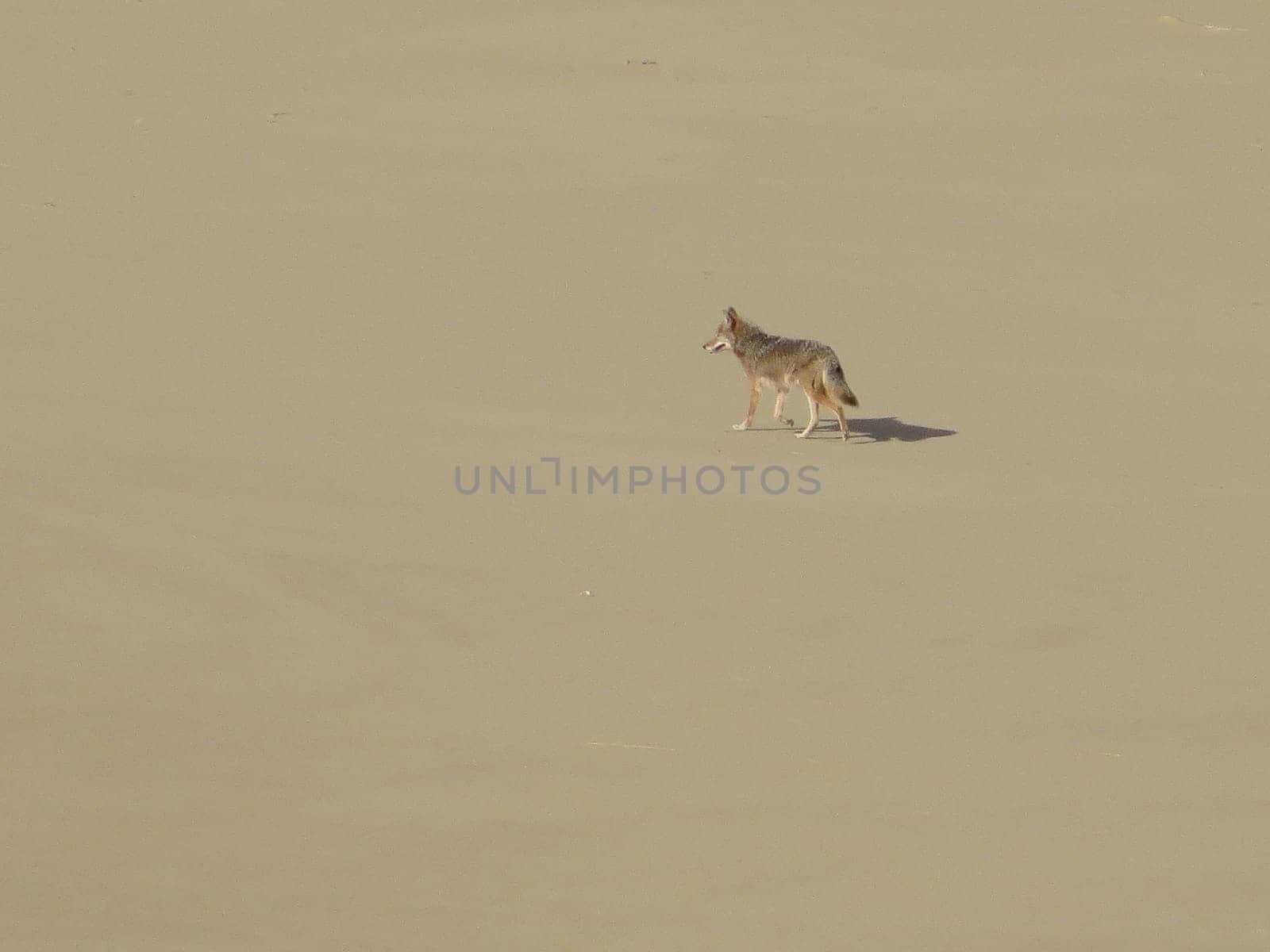 View of One Lonely Coyote on Sandy Beach . High quality photo