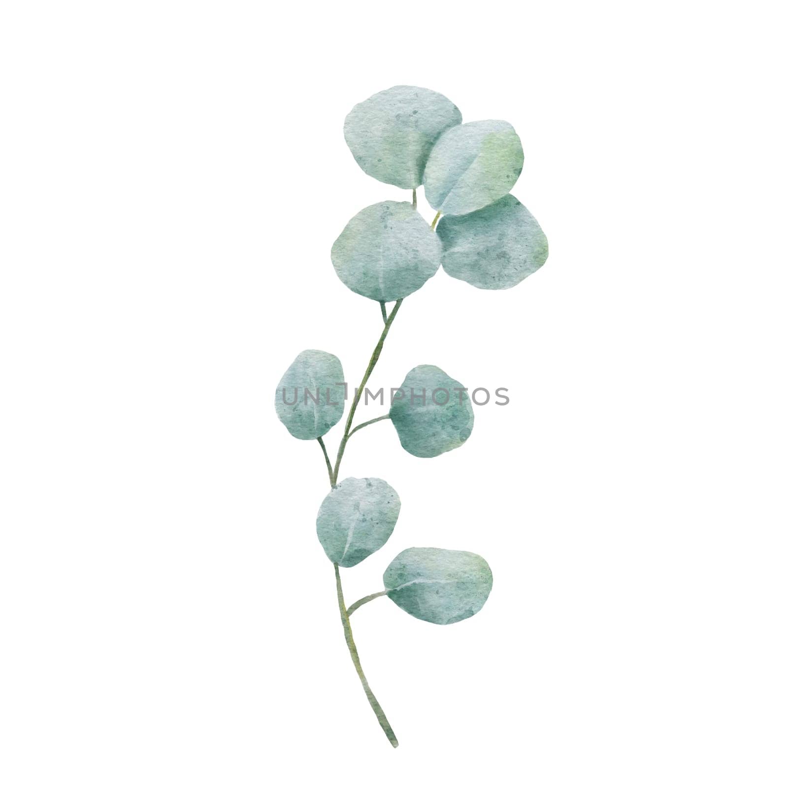 Watercolor Eucaliptus branch drawing. Hand drawn illustration eucalyptus leaves isolated on white background. by ElenaPlatova