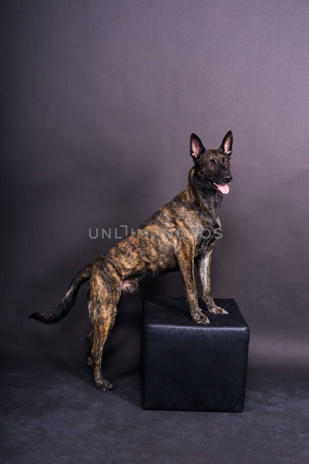 Dutch Shepherd Puppy Dog portrait in studio closeup, dark, red background by Zelenin