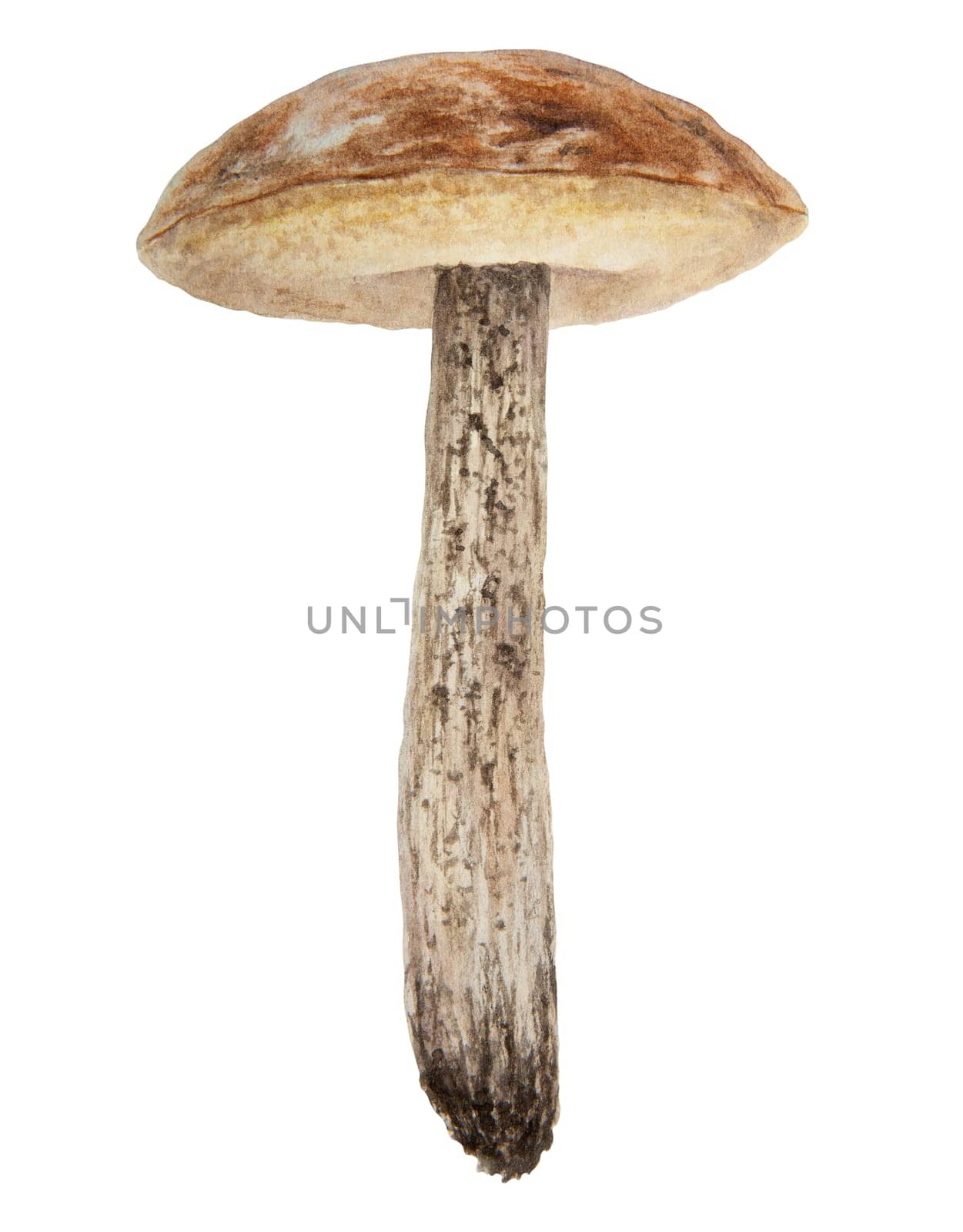 Wild mushroom watercolor hand drawn botanical realistic illustration. Forest boletus isolated on white background. Great for printing on fabric, postcards, invitations, menus, book of recipes