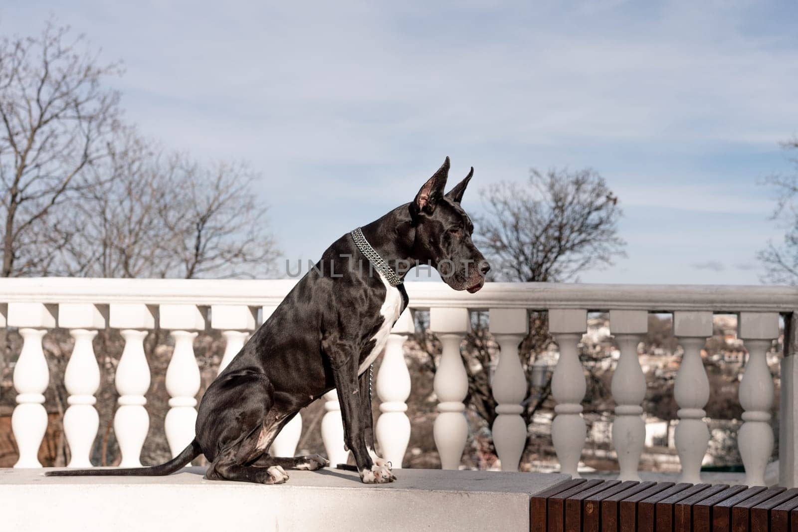 Young black Great Dane poses in the city by Matiunina