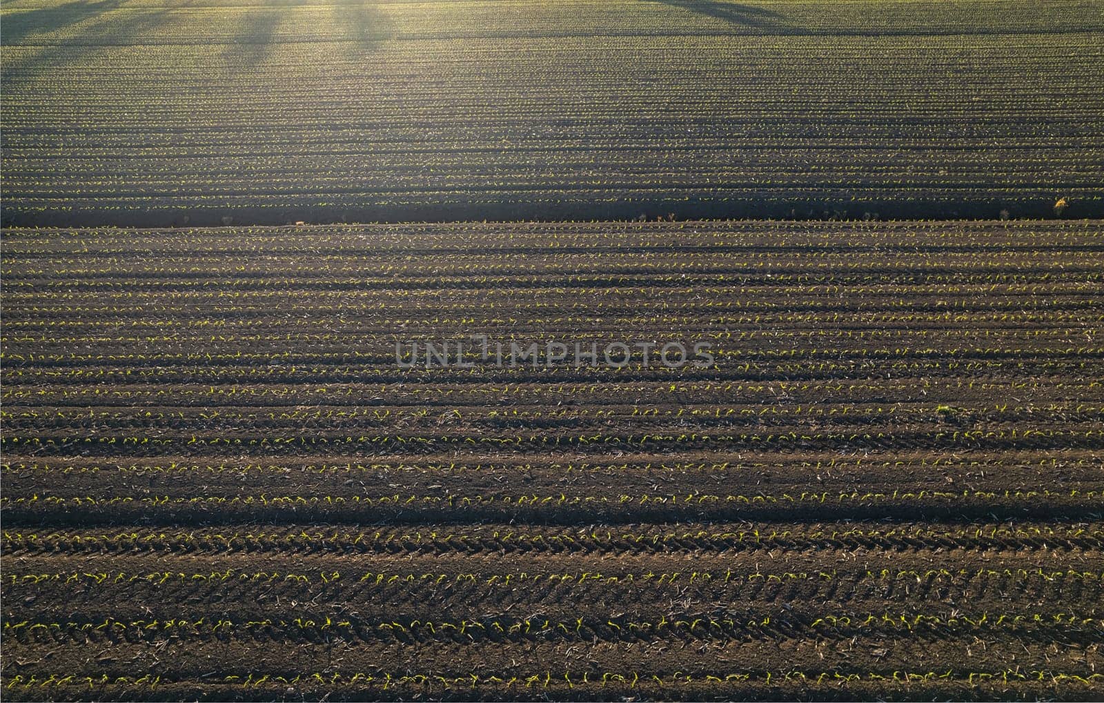 aerial view of young corn crops grwing under the sun in dry soil at sunset drone shot