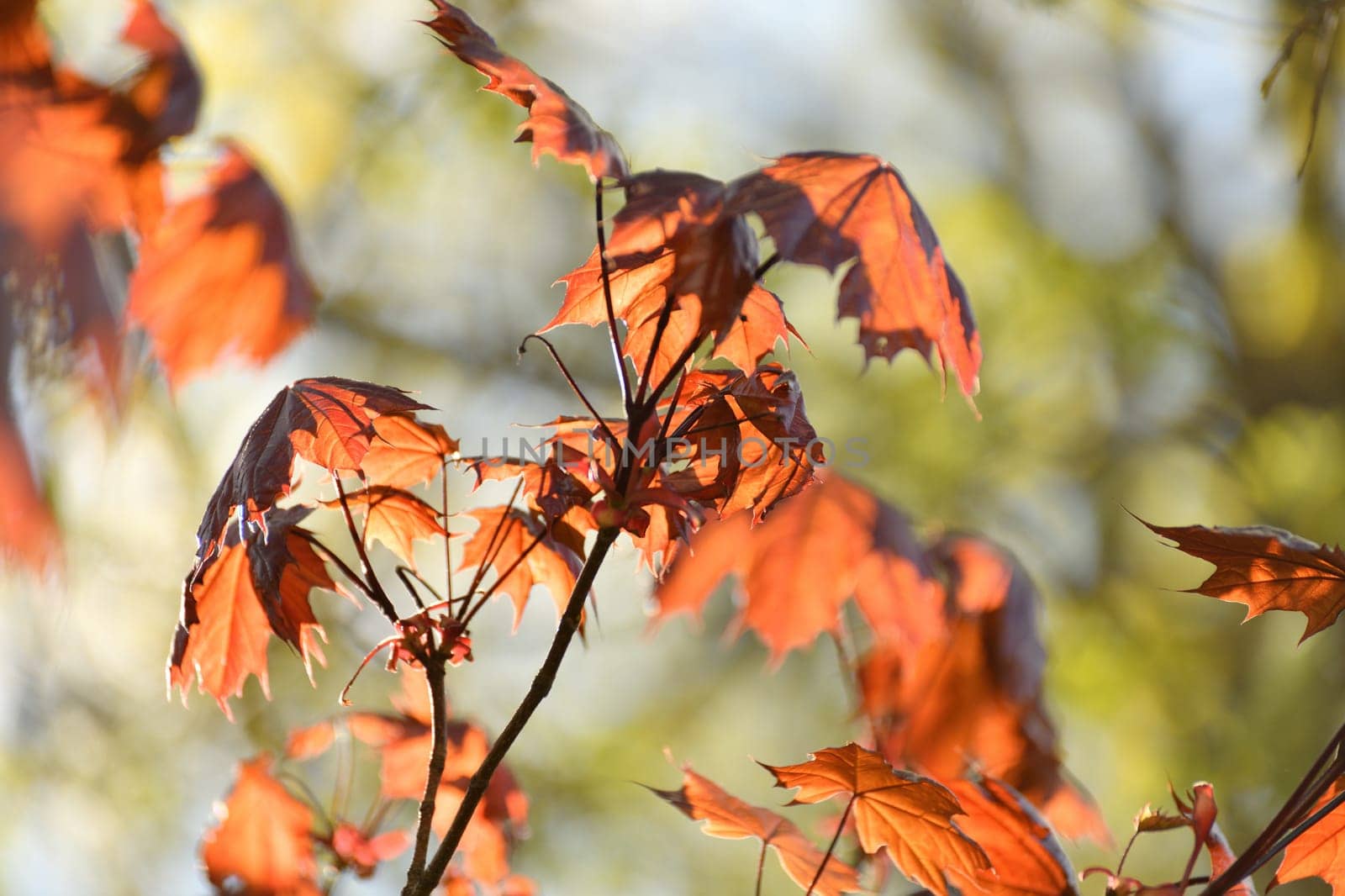 red maple leaves in early spring