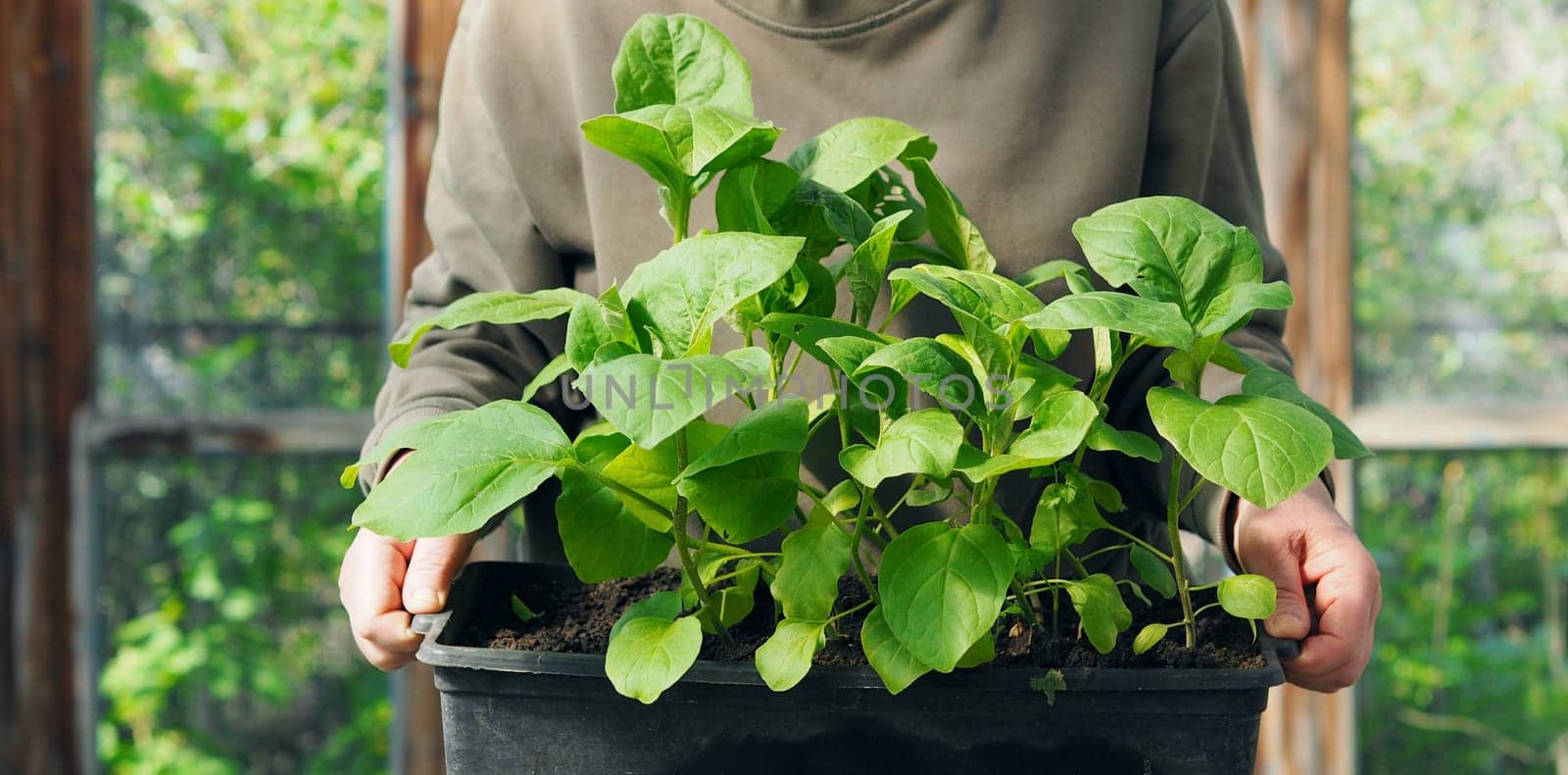 An elderly woman holds young eggplant sprouts for planting in the ground. Spring sowing work. The concept of growing vegetables