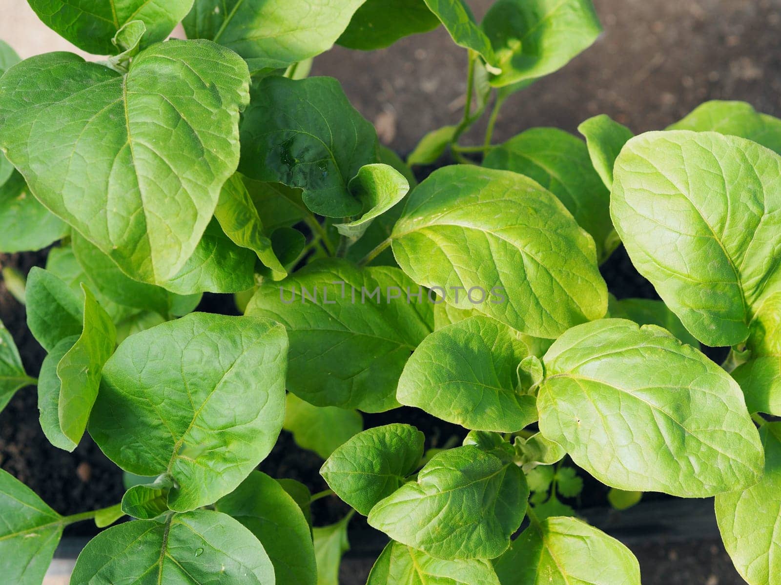 Young sprouts of eggplant seedlings. Top view.Vegetable growing concept. by TatianaPink