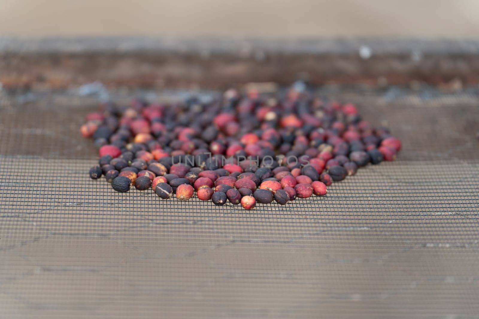 A close-up shot of a pile of red coffee berries in the drying process, showing the freshness and organic quality of the fruit.