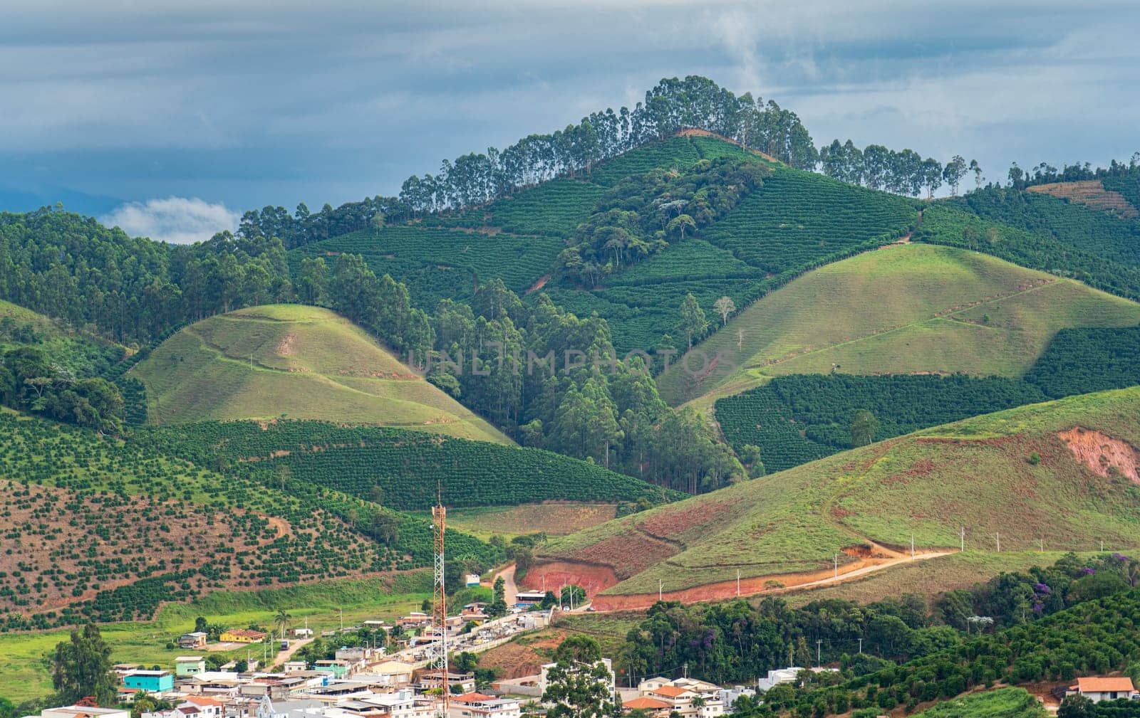 A tranquil village nestled under lush green mountains, surrounded by endless rows of coffee plants.