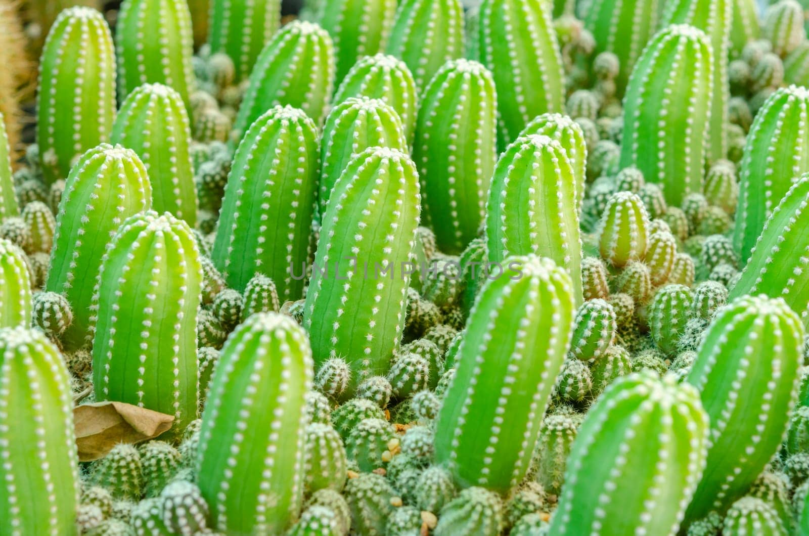 Close up of Echinops Cactus in pot.