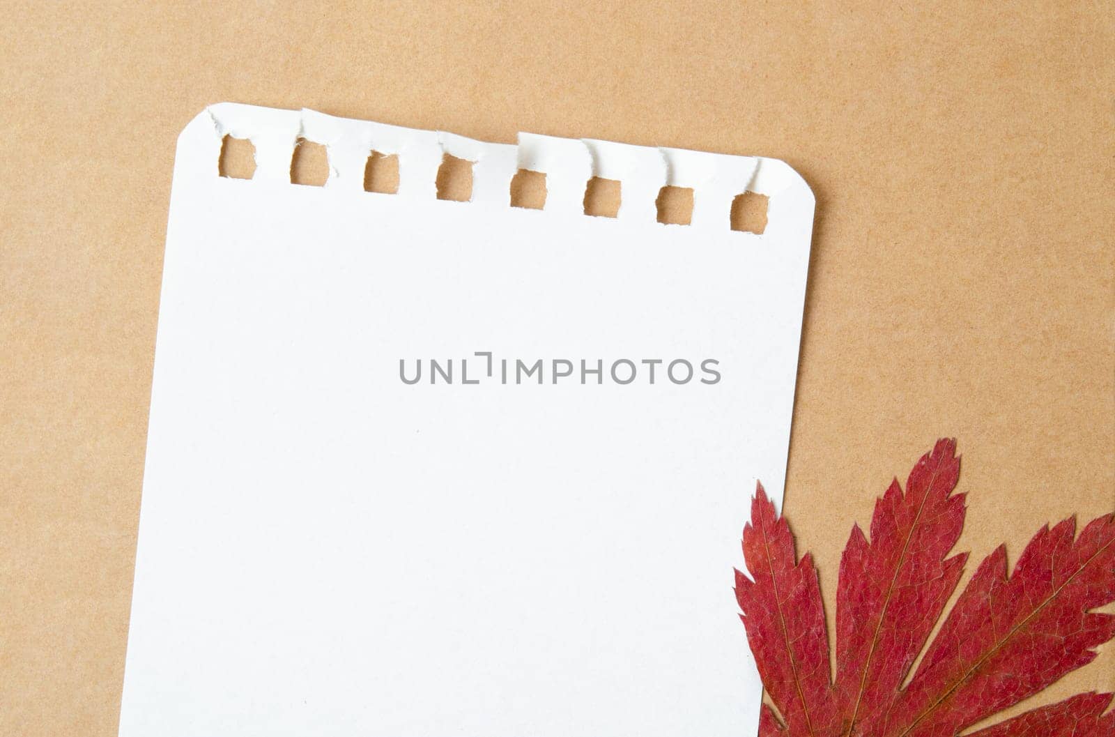 Blank note paper with autumn maple tree leaves on brown background