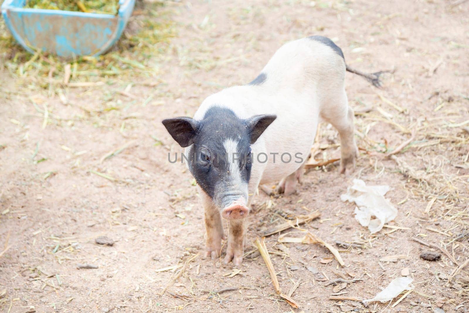 The Animal portrait of dirty pink little piglet, pig breeding concept. by Gamjai