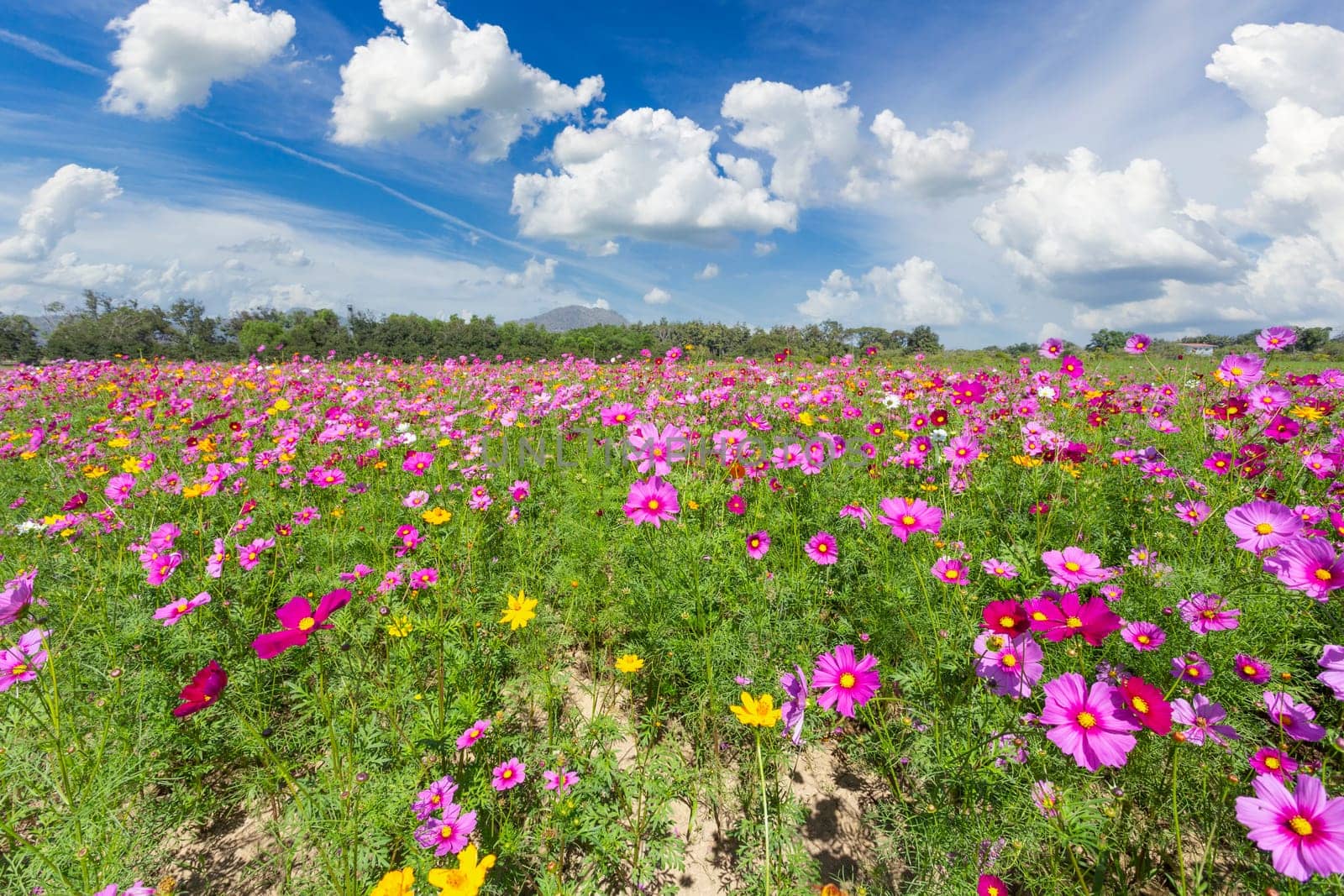 Cosmos Flower field with sky,spring season flowers blooming beautifully in the field