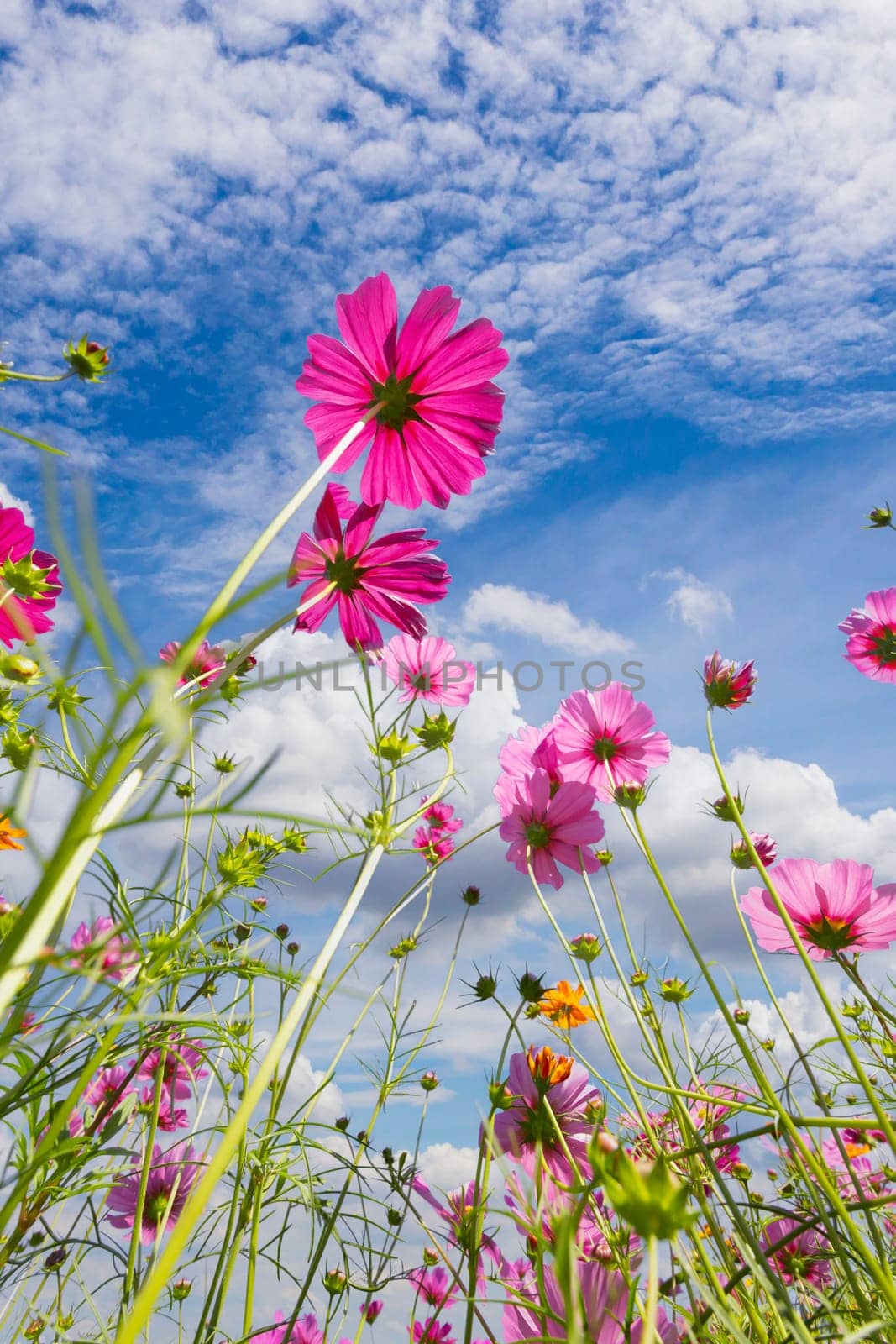 The Cosmos Flower field with sky,spring season flowers blooming beautifully in the field by Gamjai