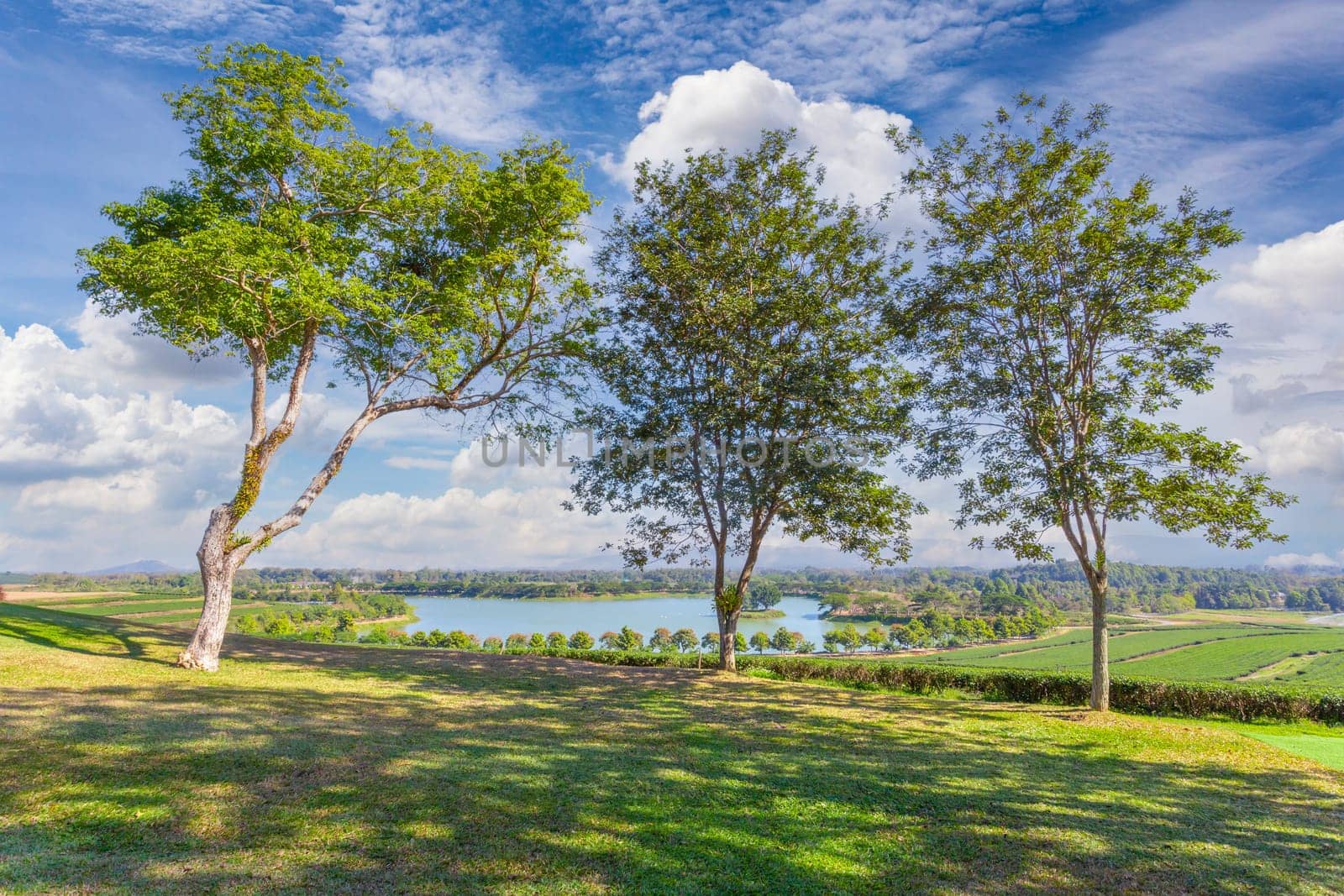 Beautiful landscape tea plantation in bright day on blue sky background, Chiang Rai province in thailand.