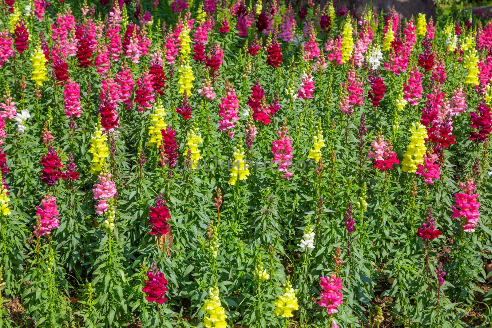 Colorful snapdragon flowers in a garden.