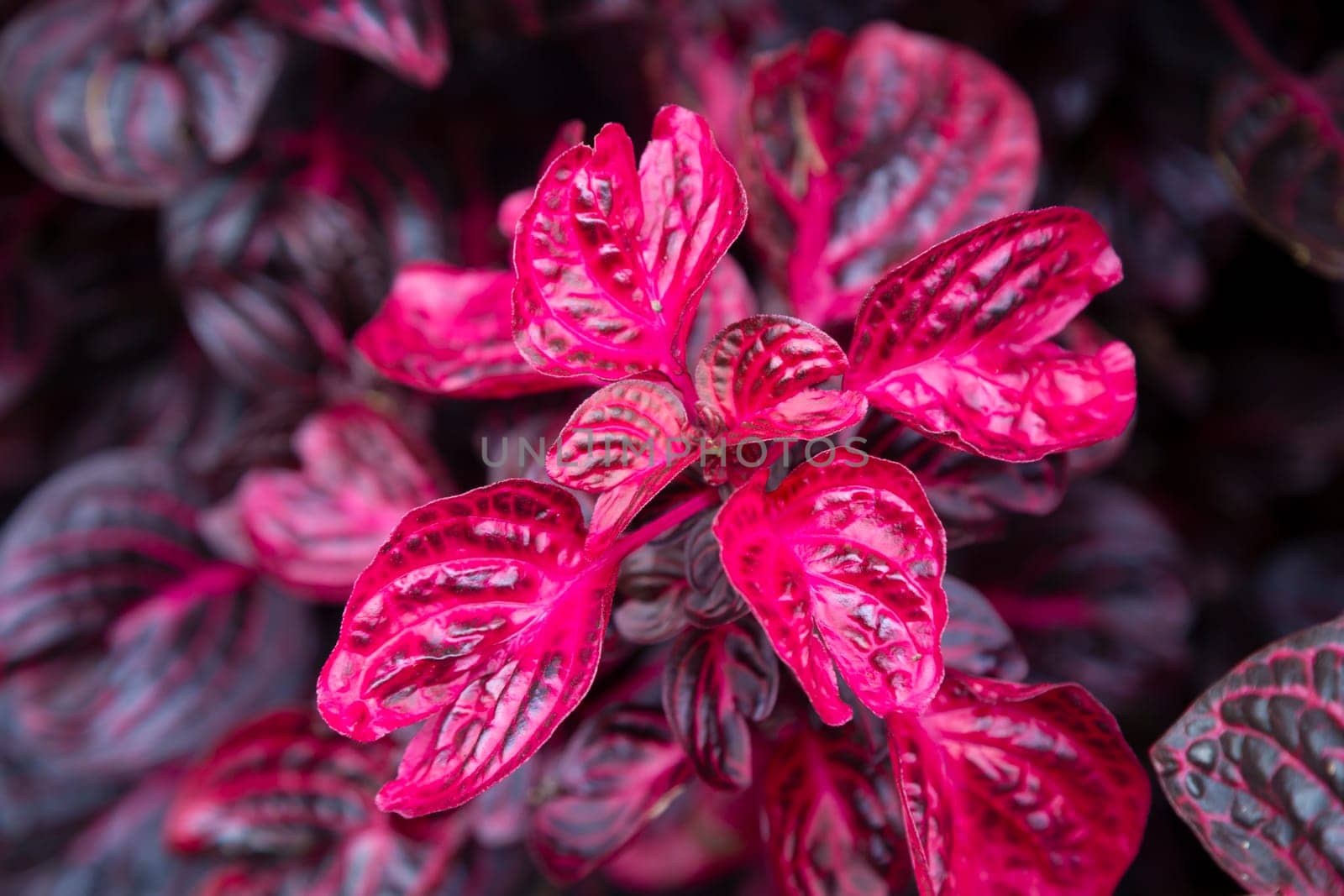 Top view of Iresine flowers or Bloodleaf plant growing in the garden.