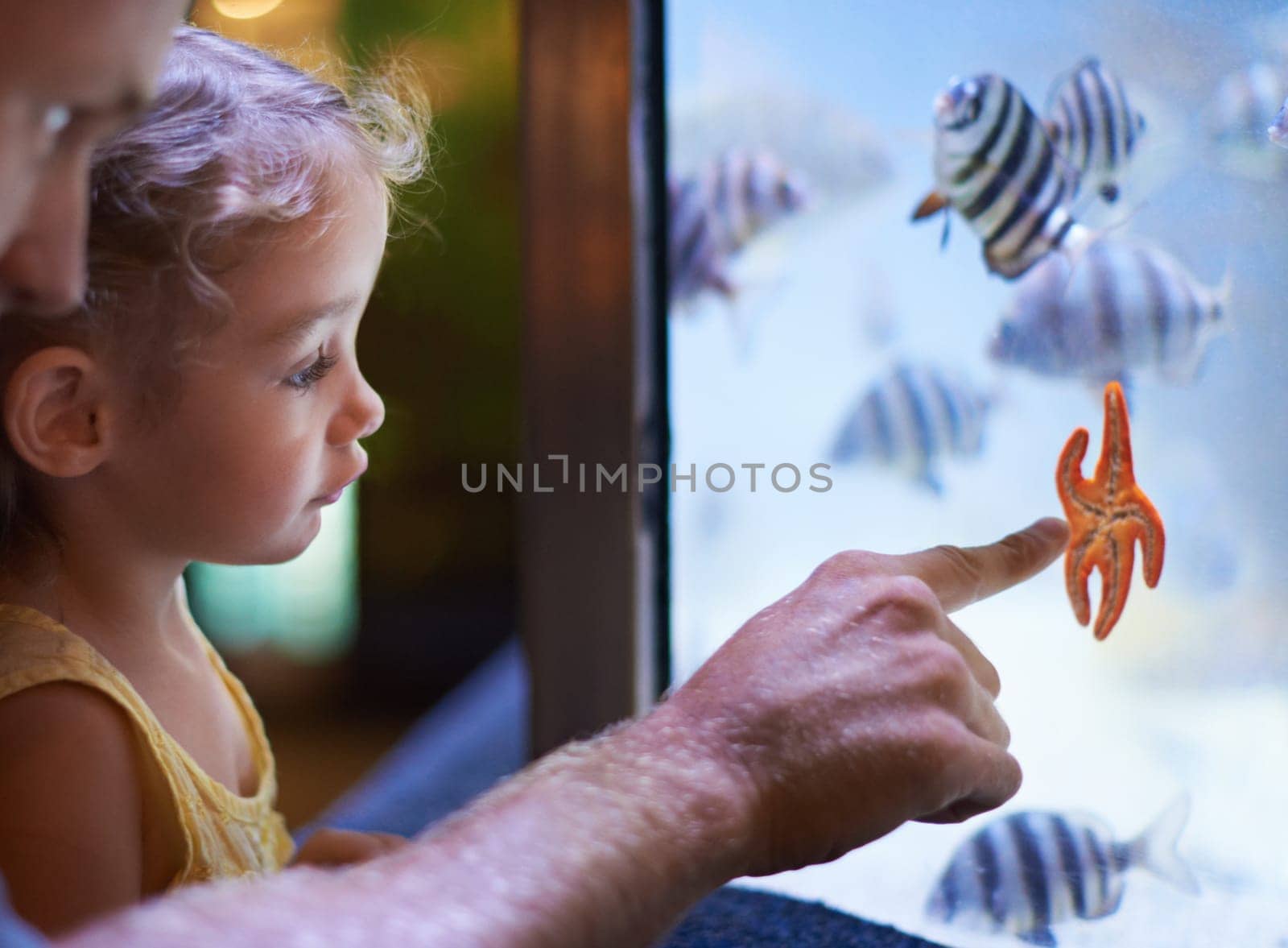 Father, aquarium and girl pointing at starfish for learning, curiosity or knowledge, bonding and nature. Dad, fishtank and kid watching marine animals swim underwater in oceanarium for education