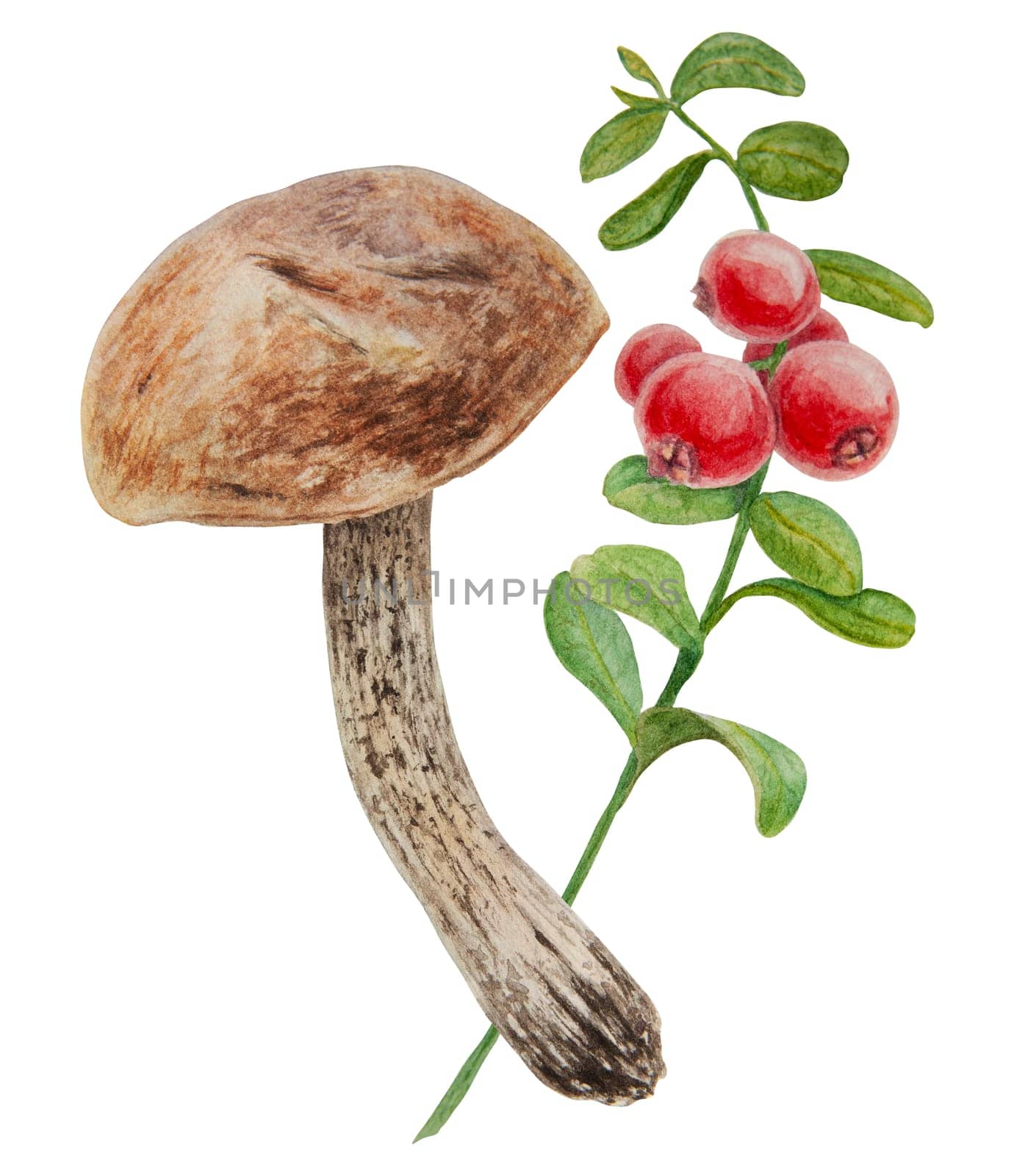 Watercolor hand drawn compostion of forest wild berries and mushroom. Realistic botanical illustration of red juisy cranberry and boletus. Great for printing on fabric, postcards, invitations, menus, book of recipes, labels, stickers