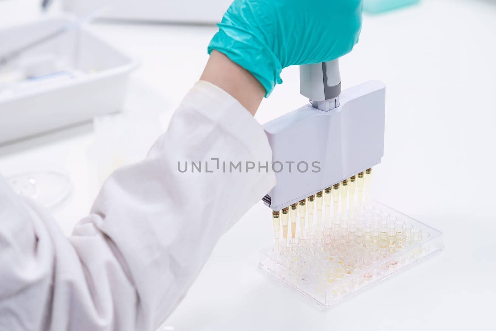 Utilizing a multichannel pipette dispenser, lab worker fills microplates for analytical research by vladimka