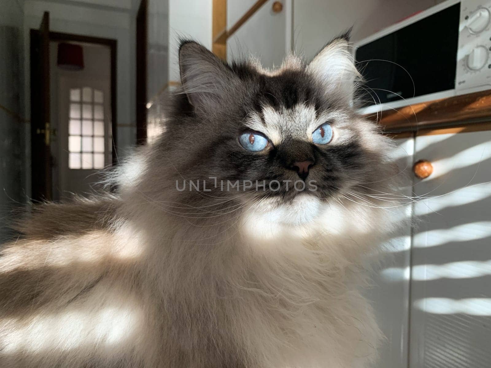 Cute fluffy cat with blue eyes - striped lighting through the blinds. Portrait