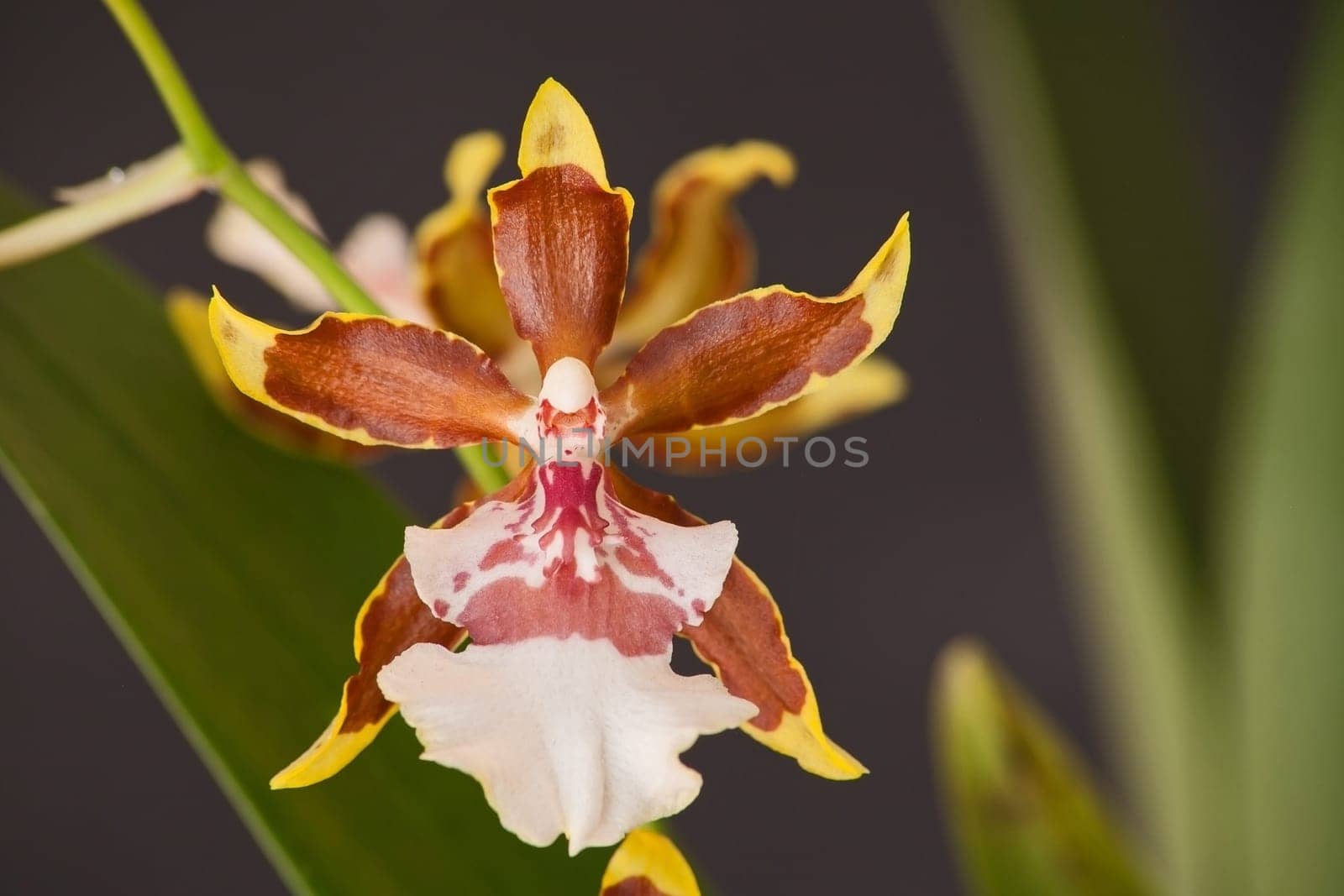 Dancing Lady Onicidium Orchid 13019 by kobus_peche